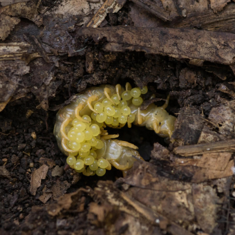 Life Cycles of Centipedes